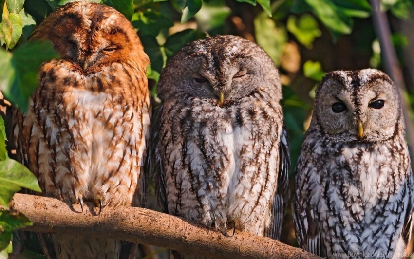 birds owls predators sit wallpaper Clear PNG pictures bundle