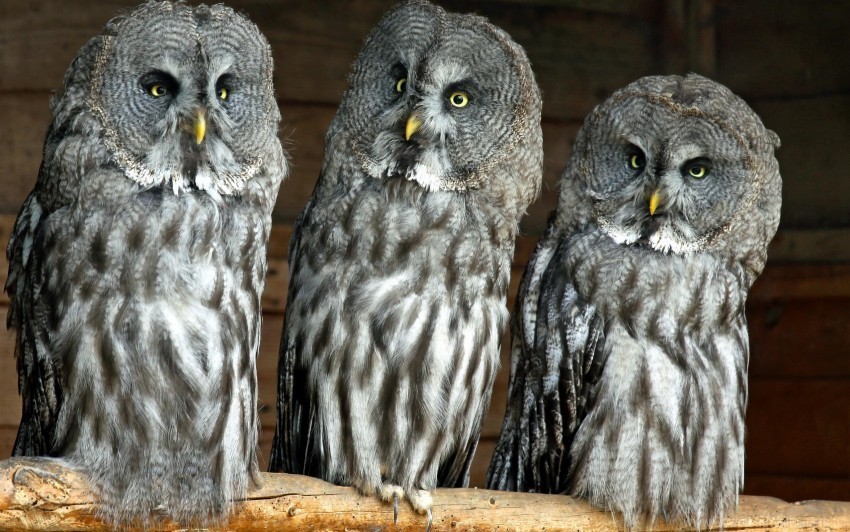birds owls predators three wallpaper PNG clear images