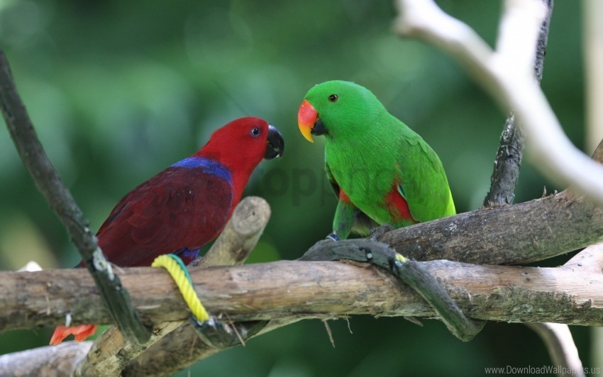 birds pair parrots wallpaper PNG Isolated Design Element with Clarity