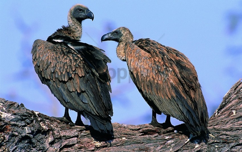 birds pair predators vultures wallpaper HighQuality Transparent PNG Isolated Object