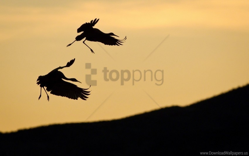 birds pair silhouette sky slope stork wallpaper PNG Image with Isolated Icon