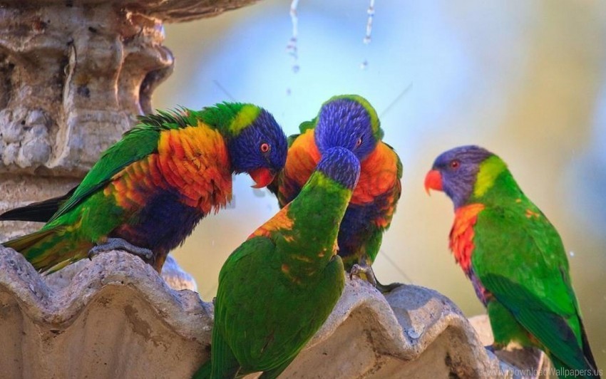 birds parrots water wallpaper Transparent PNG Image Isolation