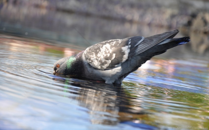 Birds Pigeon Swimming Water Wallpaper Transparent PNG Isolated Object