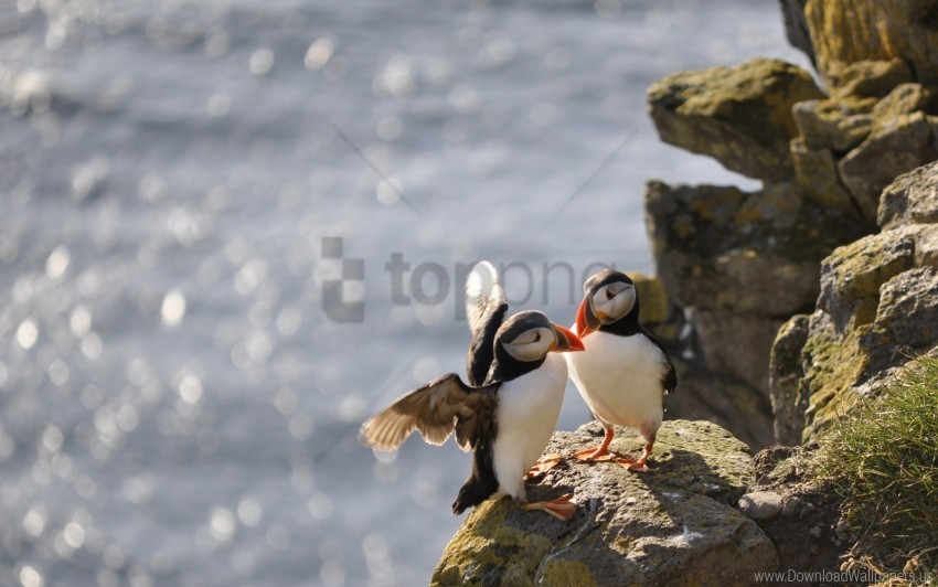 birds puffins rocks water wallpaper Isolated Character in Transparent Background PNG