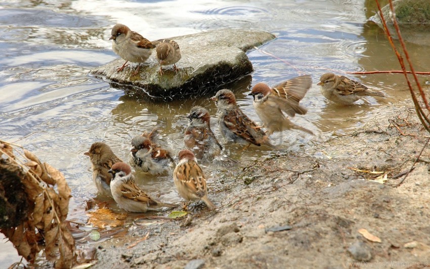 birds river sparrows thirst wallpaper Transparent background PNG clipart