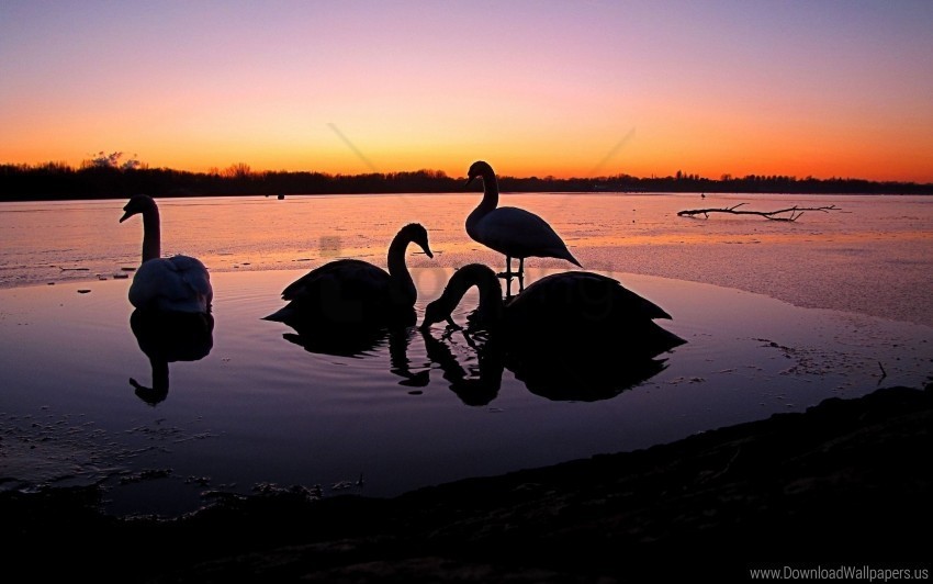 birds river sunset swans wallpaper Transparent PNG images extensive variety