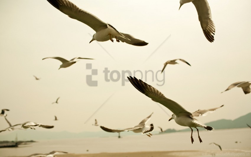 birds seagulls sky swing wallpaper PNG Graphic Isolated with Clear Background