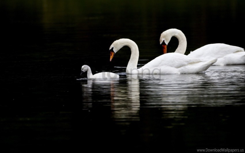 birds swans swim water wallpaper PNG no watermark