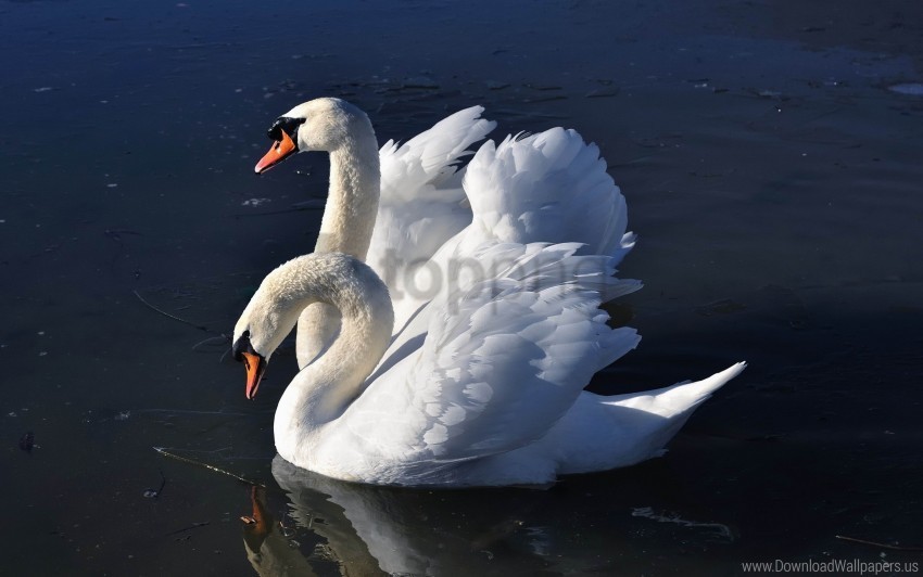 birds swans water wallpaper Isolated Item with Transparent PNG Background