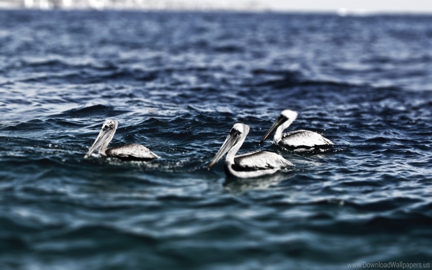 birds swim water wallpaper PNG images for mockups