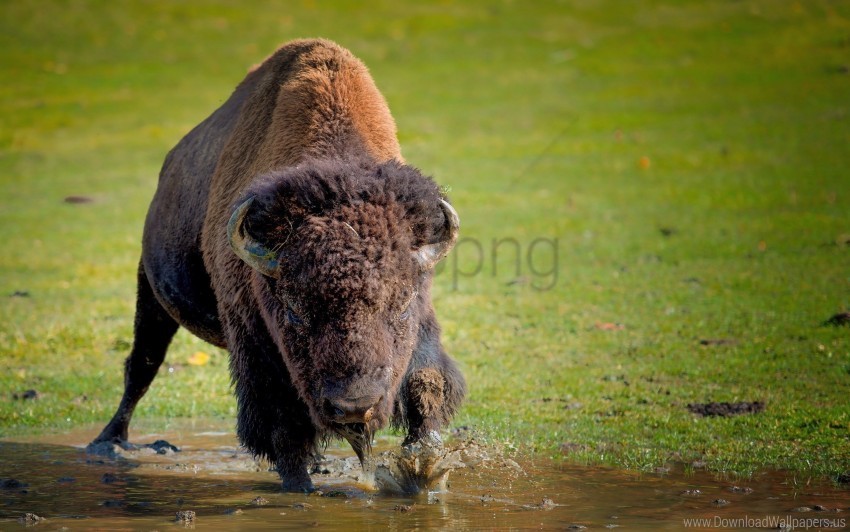 bison buffalo grass running wallpaper Clear PNG pictures comprehensive bundle