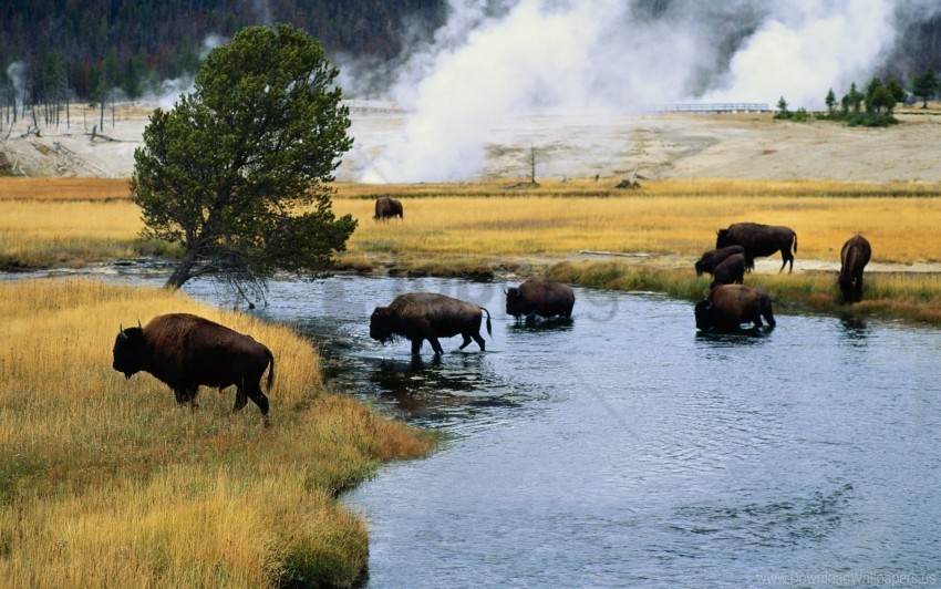 bison crossing fire river wallpaper Isolated Artwork in Transparent PNG