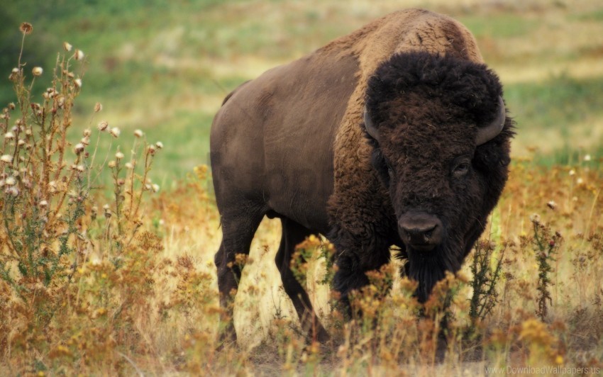 bison field grass nature wallpaper Transparent PNG image free