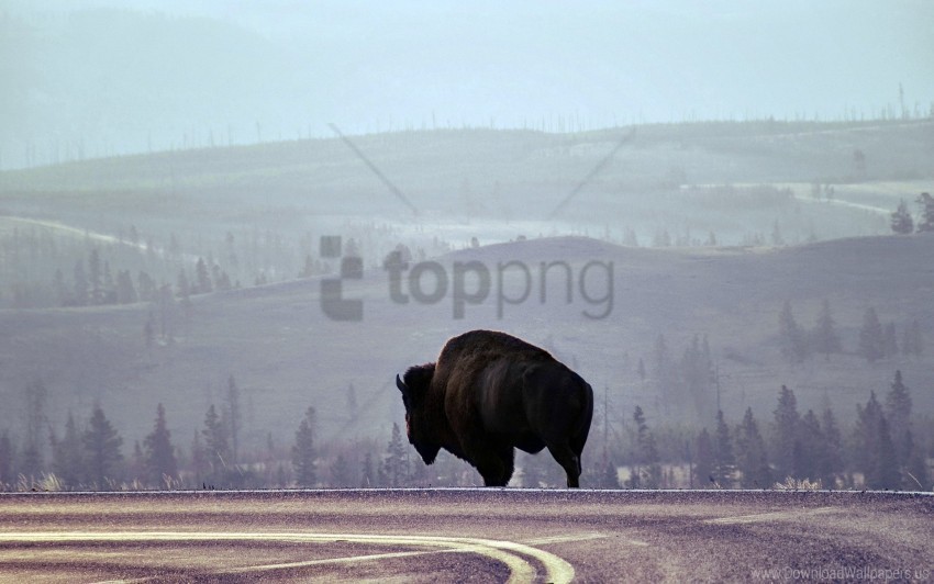 bison fog road stand wallpaper Isolated Object on HighQuality Transparent PNG