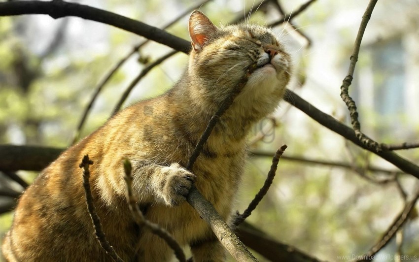 bite branch cat climb muzzle wallpaper Transparent PNG photos for projects