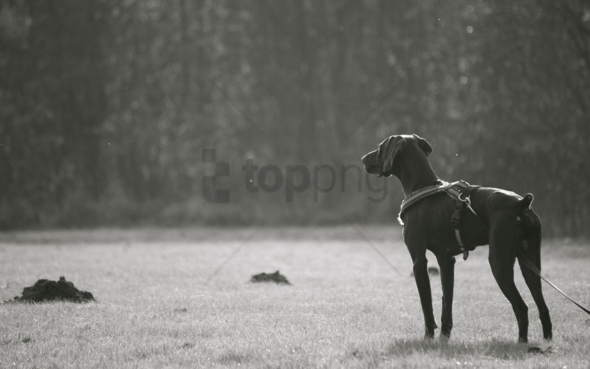 black and white breed dark dog walk wallpaper PNG graphics with transparency