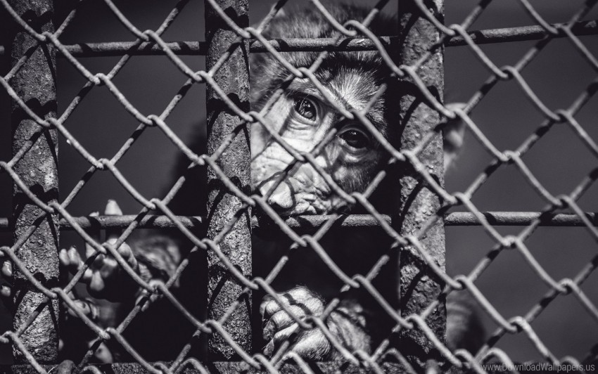 Black And White Cage Face Monkey Wallpaper Transparent Background PNG Isolated Art