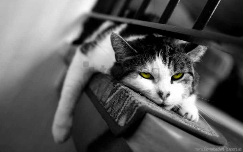 black and white cat down sleepy tired wallpaper Clear background PNGs