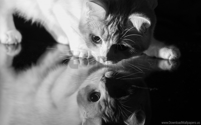 black and white cat face glass reflection shade wallpaper Free PNG images with alpha transparency compilation