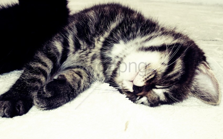 black and white cat kitten sleeping wallpaper PNG images free