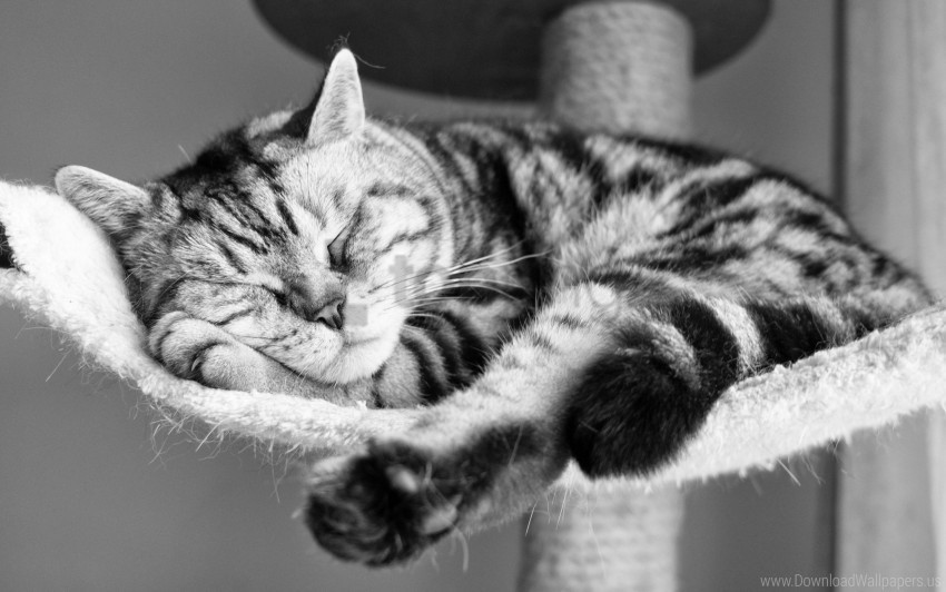 Black And White Cat Lying Down Sleeping Striped Wallpaper PNG Graphic Isolated On Transparent Background