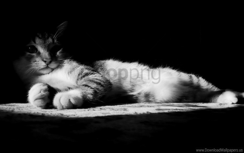black and white cat lying shadow striped wallpaper PNG no background free