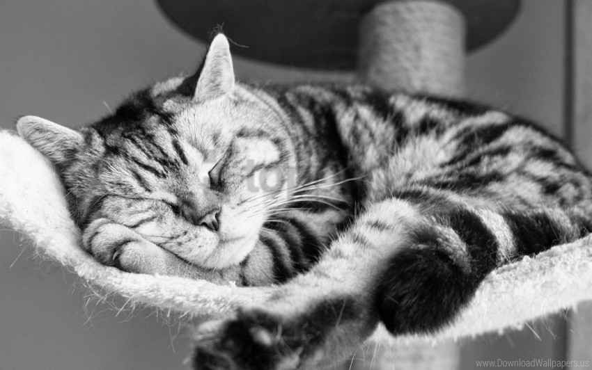 black and white cat lying sleeping striped wallpaper PNG for use