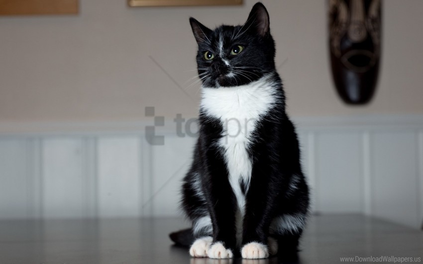 Black And White Cat Paws Sits Wallpaper Free PNG Download No Background