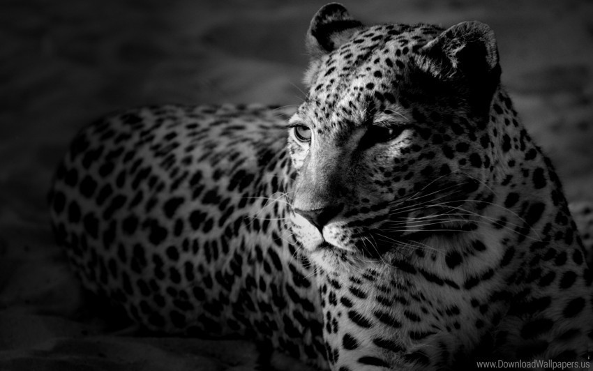 black and white color leopard spotted wallpaper Transparent Background Isolated PNG Item