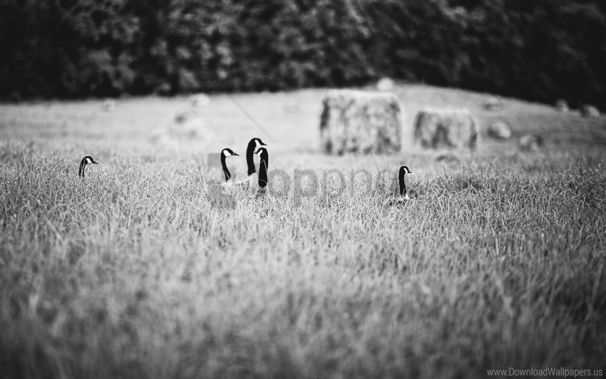 black and white ducks field grass wallpaper Transparent PNG artworks for creativity