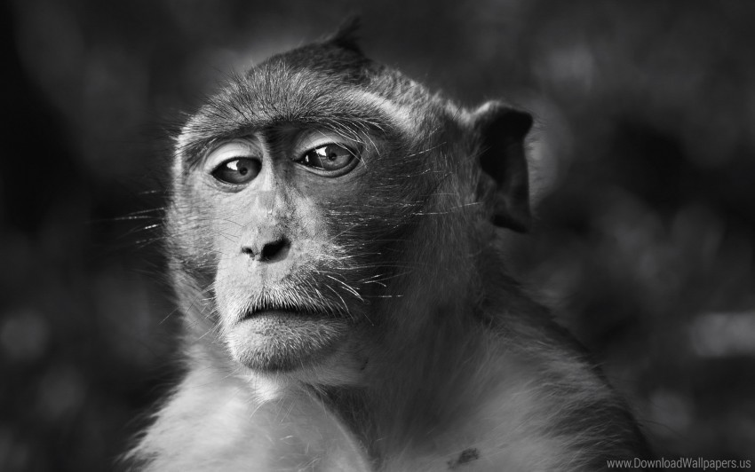 black and white eyes face monkey wallpaper PNG without background