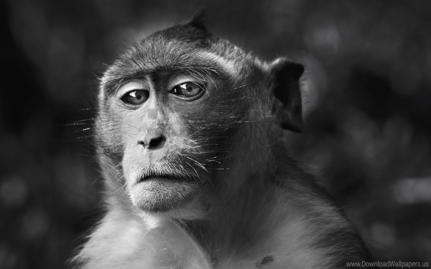 Black And White Eyes Face Monkey Wallpaper PNG Without Background