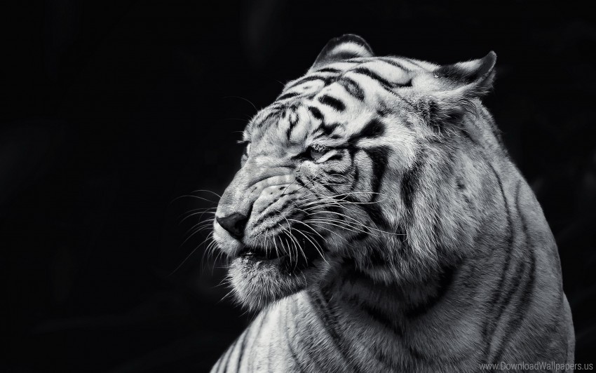 black and white eyes face tiger wallpaper Transparent PNG images for graphic design