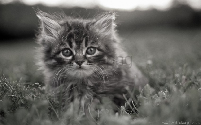 black and white face fluffy grass hide kitty wallpaper PNG Isolated Subject with Transparency