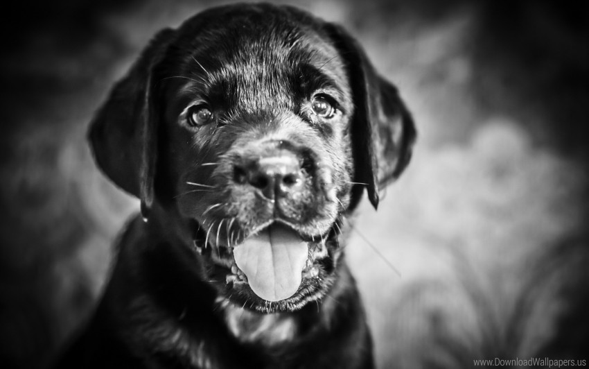 black and white face protruding tongue puppy wallpaper Isolated Graphic on Clear PNG