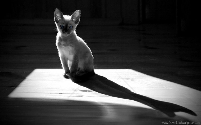 black and white kitten shadow sitting wallpaper Clean Background Isolated PNG Character