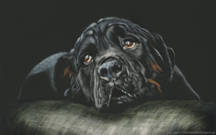 black breed dog rottweiler wallpaper PNG Image Isolated with HighQuality Clarity