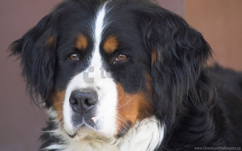 black brown dog muzzle st bernard dog white wallpaper PNG with clear transparency