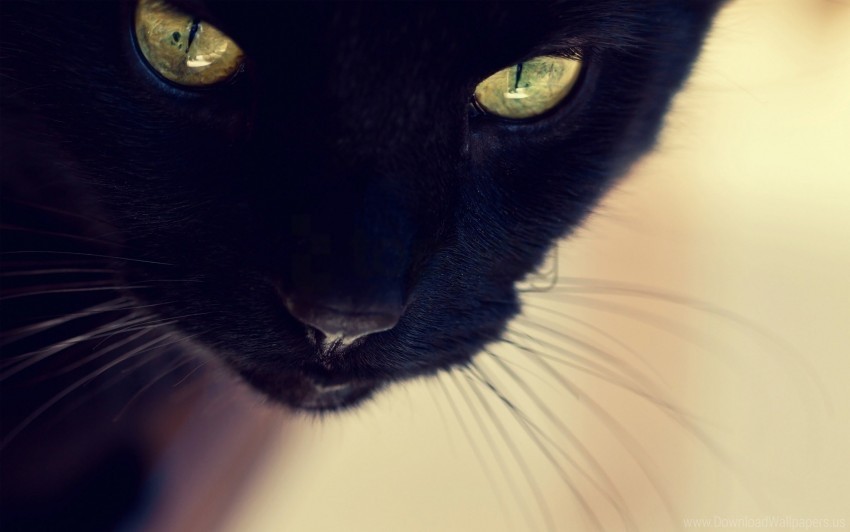 black cat eyes face mustache nose wallpaper Clear Background PNG Isolated Subject