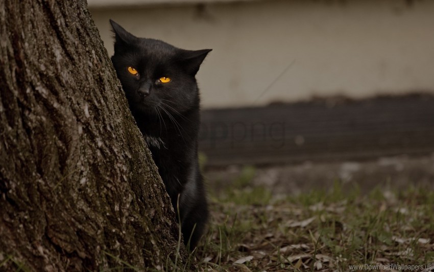black cat eyes hide tree wallpaper PNG images with no royalties