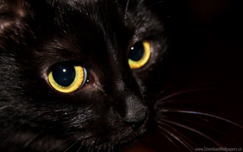 black cat eyes kitten wallpaper Isolated Element on HighQuality PNG