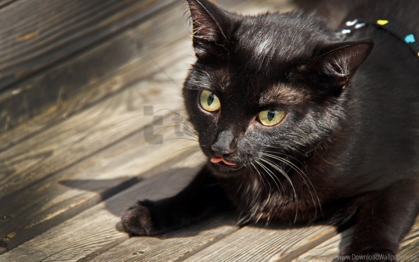 black cat face funny tongue wallpaper PNG Graphic with Transparency Isolation
