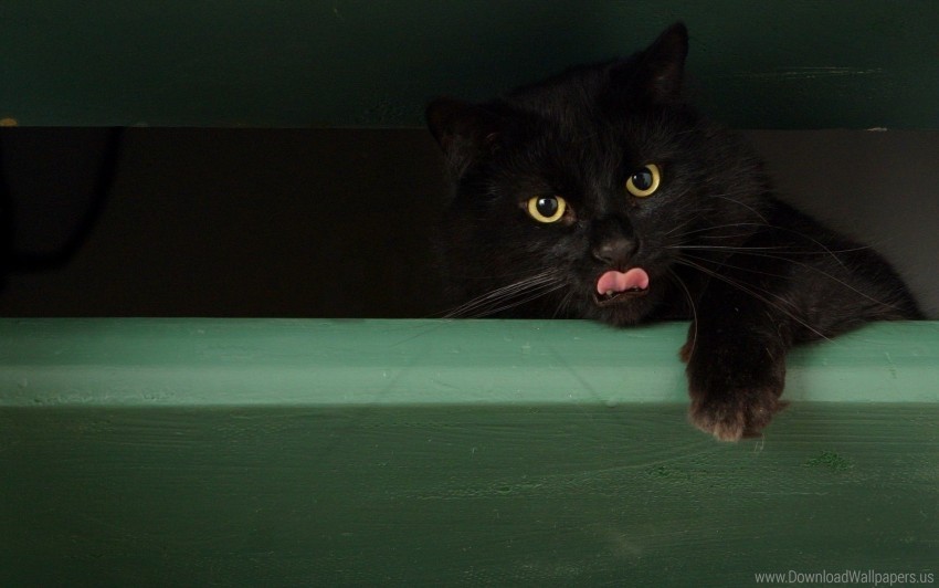 black cat face playful tongue wallpaper PNG transparent photos vast collection