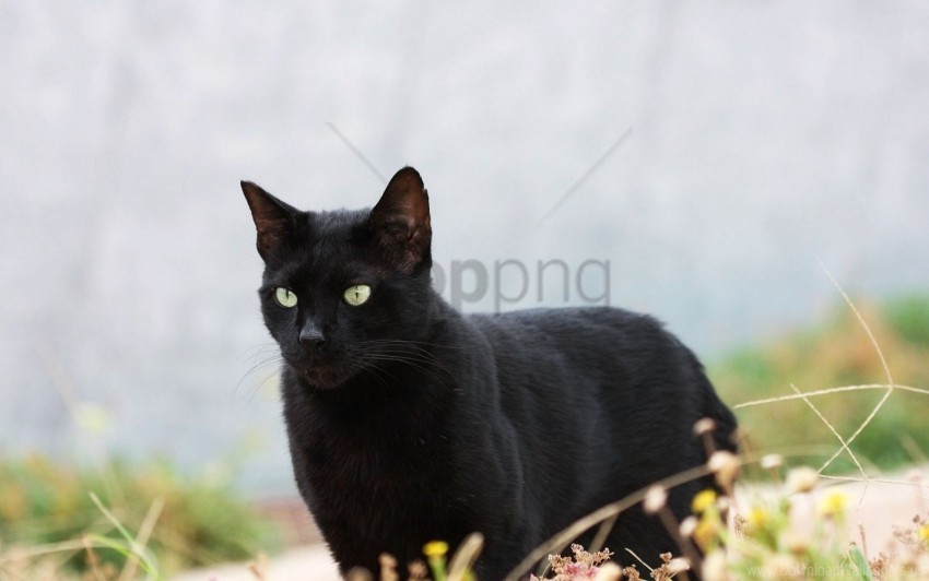 black cat grass walk wallpaper PNG Illustration Isolated on Transparent Backdrop