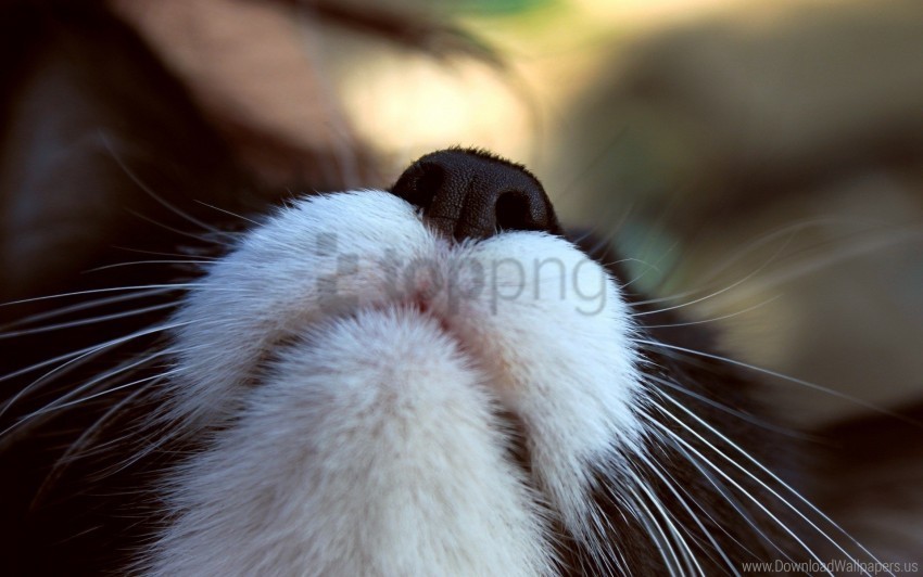Black Cat Nose White Wallpaper Clean Background Isolated PNG Art