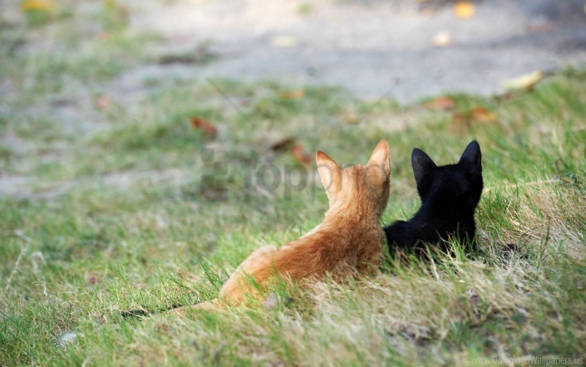 black couple grass kittens red wallpaper Isolated Character with Clear Background PNG