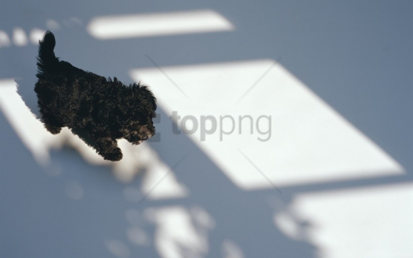 Black Curly Puppy Wallpaper Transparent PNG Picture