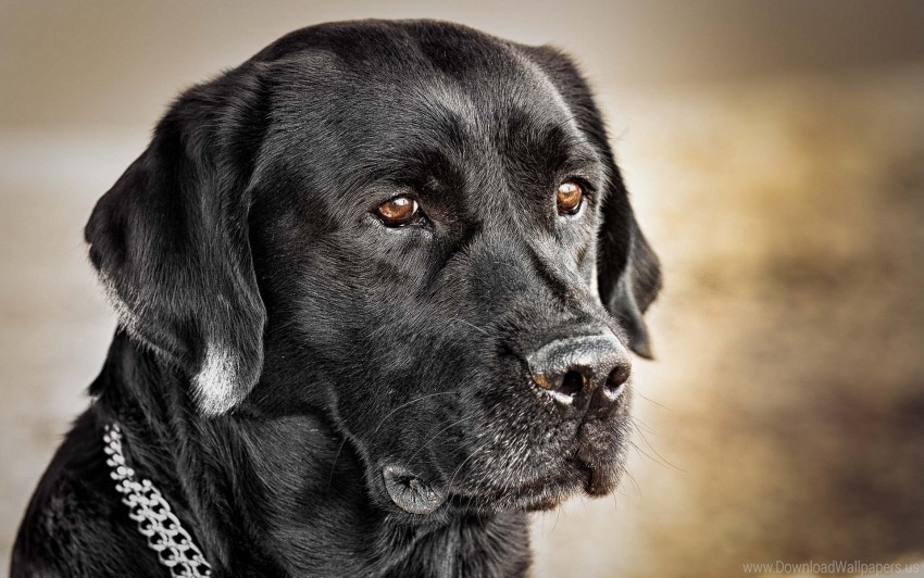 black dog collar dog muzzle wallpaper PNG with transparent background for free
