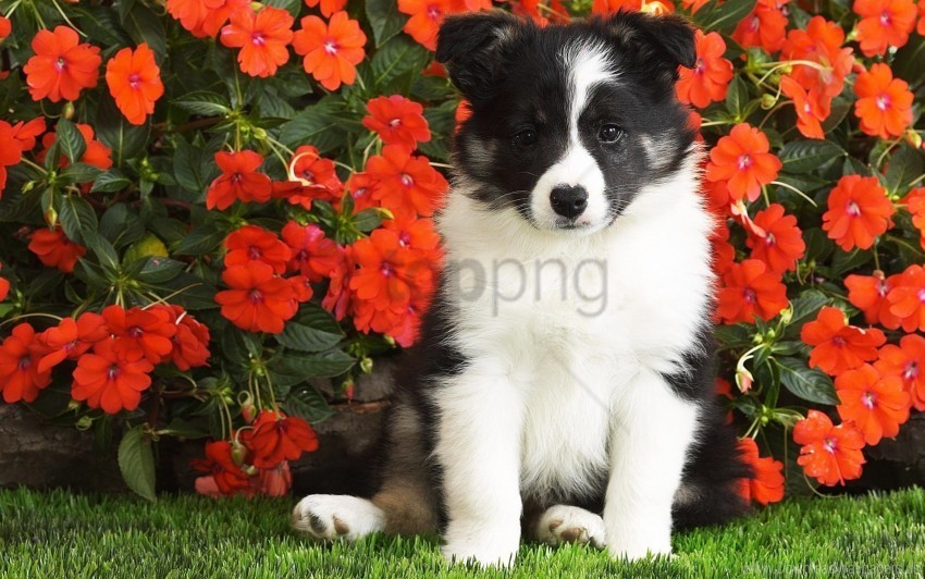 Black Dog Flowers Puppy Spotted White Wallpaper Clear Background Isolated PNG Illustration