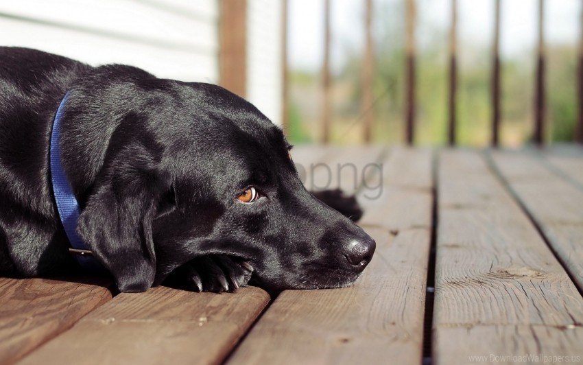 Black Dog Look Man Wallpaper Isolated Element In HighResolution Transparent PNG